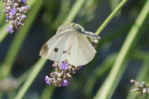 DSC00012-topaz-enhance-3.3x