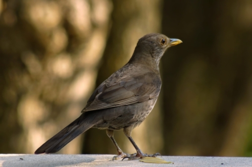 DSC00052-topaz-denoise-sharpen