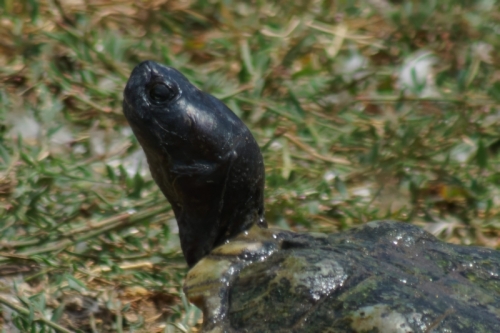 DSC00105-topaz-denoise-enhance-2.9x