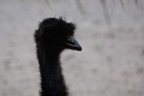 DSC00216-topaz-sharpen