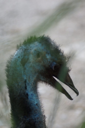 DSC00221-topaz-denoise-sharpen