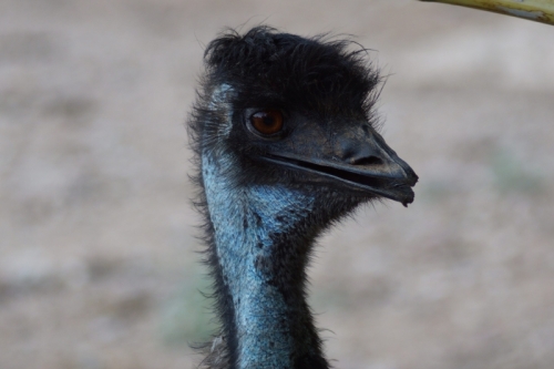 DSC00233-topaz-sharpen