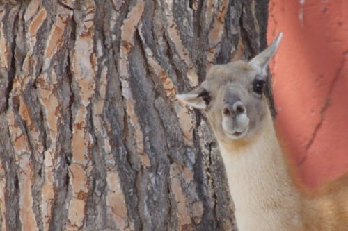 DSC00286-topaz-denoise-sharpen