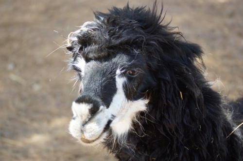 DSC00311-topaz-denoise-sharpen