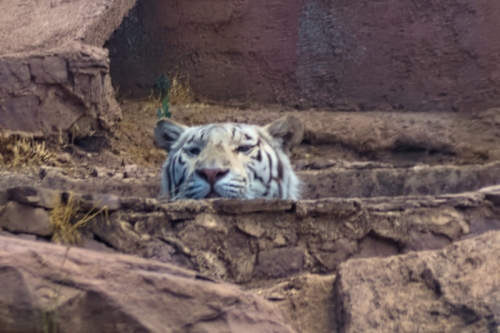 DSC00602-topaz-enhance-2.1x