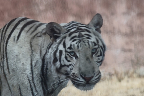 DSC00638-topaz-denoise-sharpen