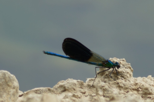 DSC00712-topaz-enhance-2.1x