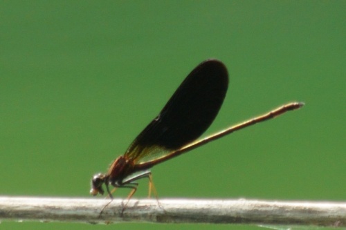 DSC00721-topaz-enhance-2.4x