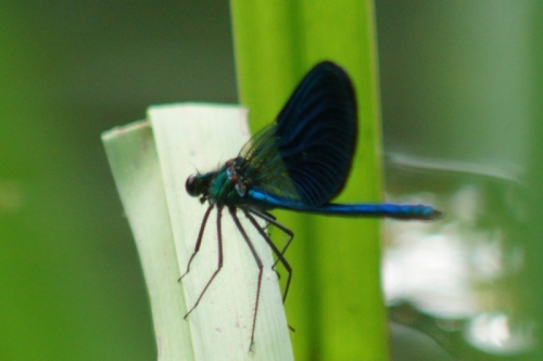 DSC00723-topaz-enhance-2x