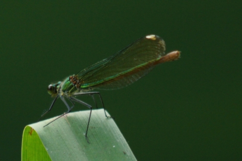 DSC00726-topaz-enhance-1.7x