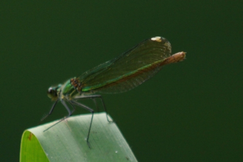 DSC00727-topaz-enhance-1.7x