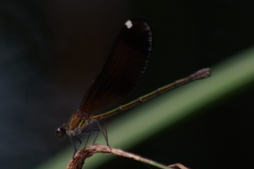 DSC00730-topaz-denoise-enhance-1.5x