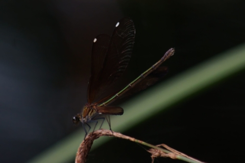 DSC00731-topaz-denoise-sharpen