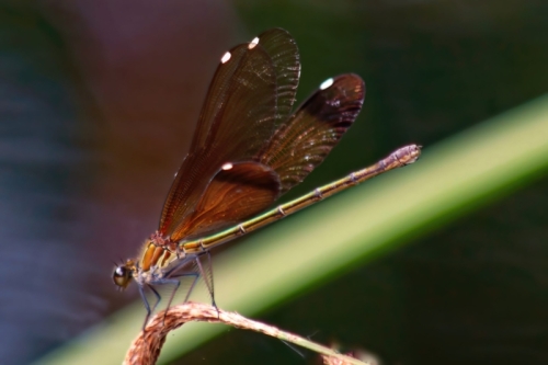 DSC00735-topaz-denoise