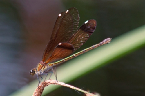 DSC00735-topaz-denoise