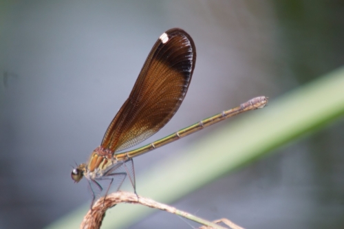 DSC00738-topaz-denoise