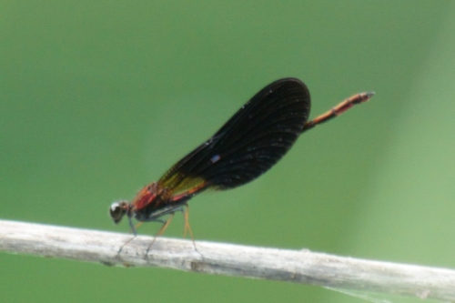 DSC00739-topaz-enhance-2.5x