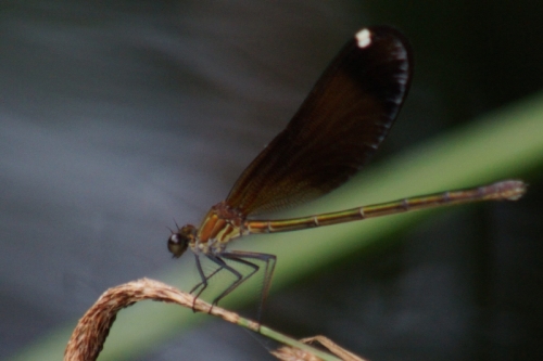 DSC00741-topaz-enhance-1.6x