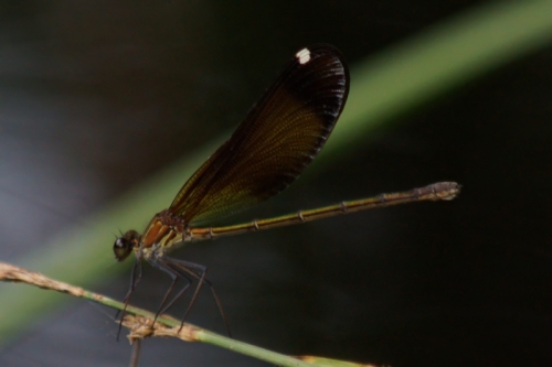 DSC00743-topaz-denoise