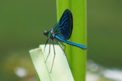 DSC00751-topaz-enhance-1.9x