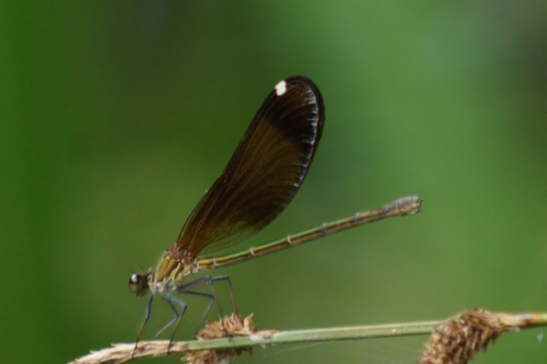 DSC00755-topaz-denoise-sharpen