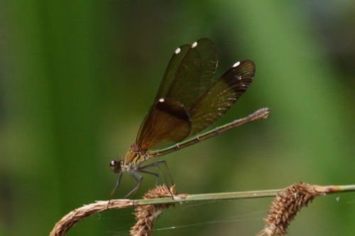 DSC00762-topaz-enhance-2.1x