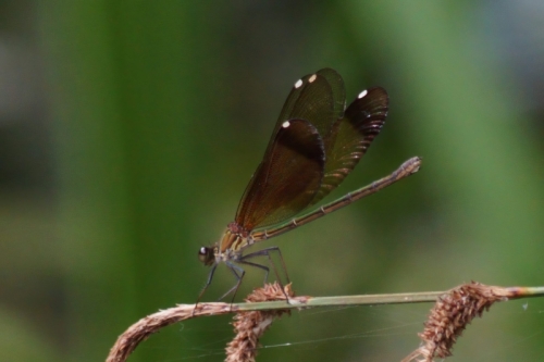 DSC00767-topaz-enhance-2x