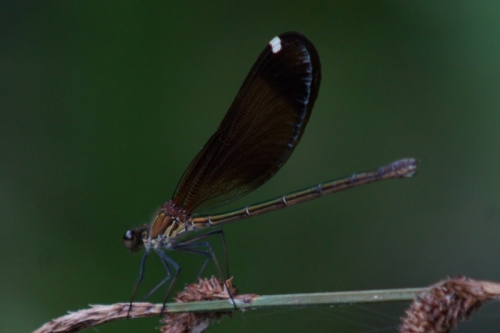 DSC00777-topaz-denoise-sharpen