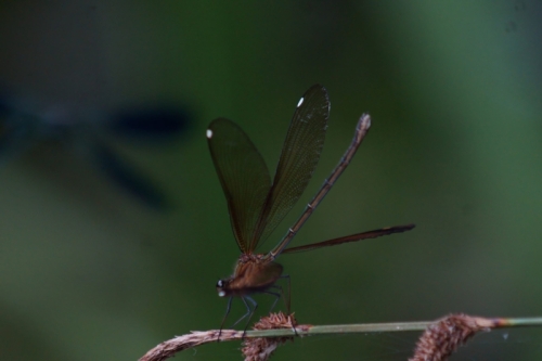 DSC00778-topaz-denoise-sharpen