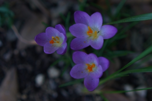 DSC01377-topaz-sharpen
