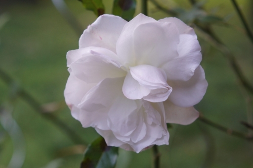 DSC01390-topaz-sharpen