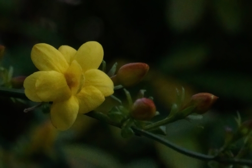 DSC01507-topaz-enhance-2.4x