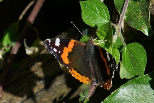 DSC02181-topaz-enhance-3.9x