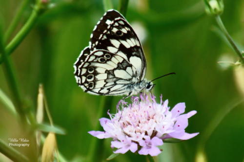 Marbled White Butterfly (Melanargia galathea)