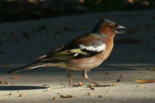 DSC04268-topaz-enhance-4x