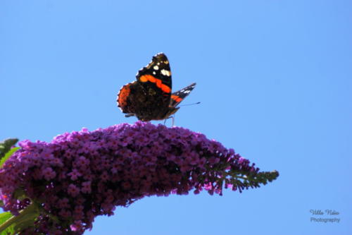 Butterflies of Villa Ndio