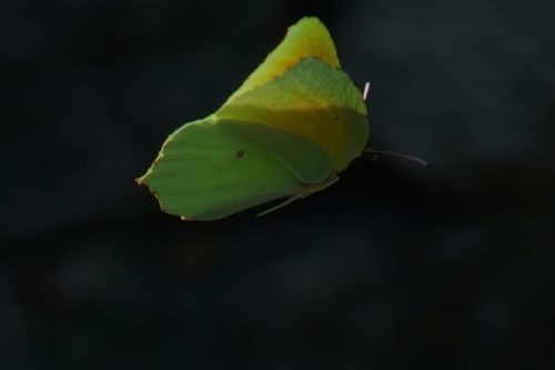 DSC05492-topaz-enhance-3.9x
