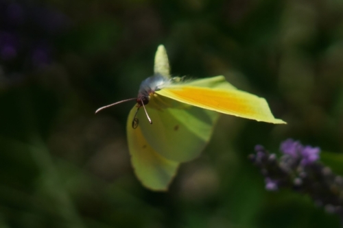 DSC05500-topaz-enhance-2.2x-sharpen