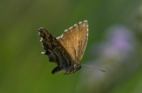 DSC05641-topaz-enhance-3.9x