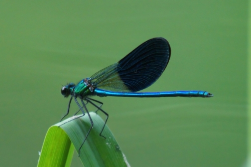 DSC06516-topaz-enhance-1.8x