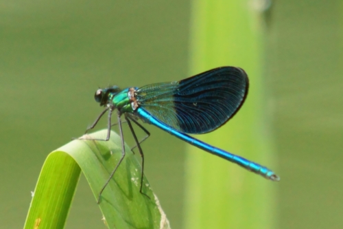 DSC06526-topaz-enhance-1.8x