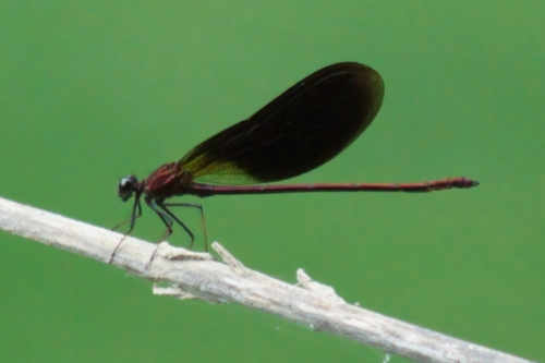 DSC06539-topaz-enhance-2.4x