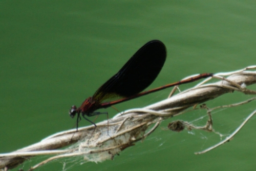 DSC06544-topaz-enhance-2.2x