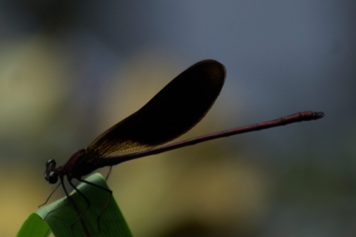 DSC06548-topaz-denoise