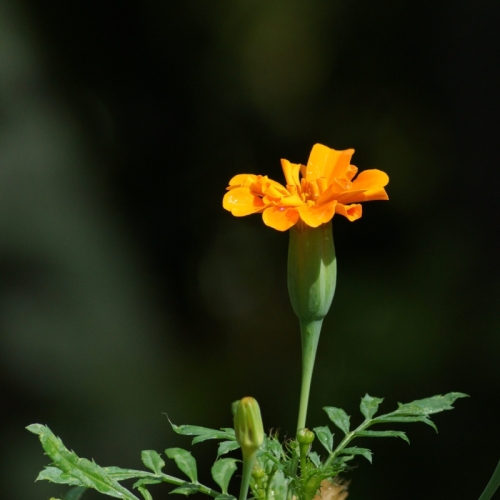 DSC06824-topaz-sharpen