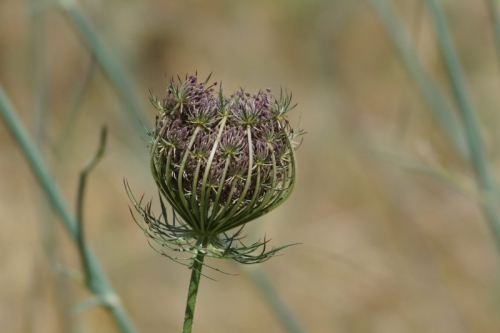 DSC06869-topaz-sharpen