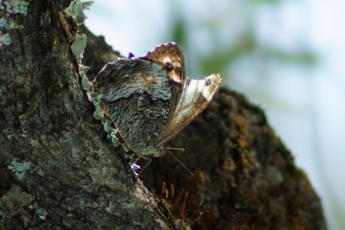 DSC06892-topaz-enhance-2.5x