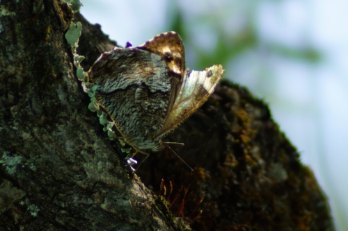 DSC06893-topaz-denoise-enhance-2.5x