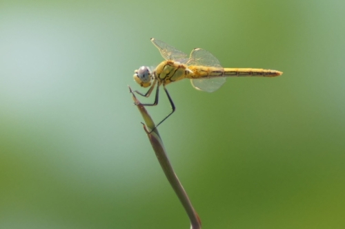 DSC06955-topaz-enhance-3.2x