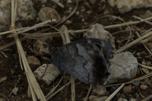 DSC07286-topaz-denoise-enhance-2.4x